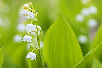 《微软模拟飞行2024》支持DLSS 3和DLAA 本月19日发售